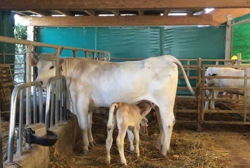 Coldiretti, sempre meno latte nelle Marche: «Meno allevamenti uguale abbandono del territorio»