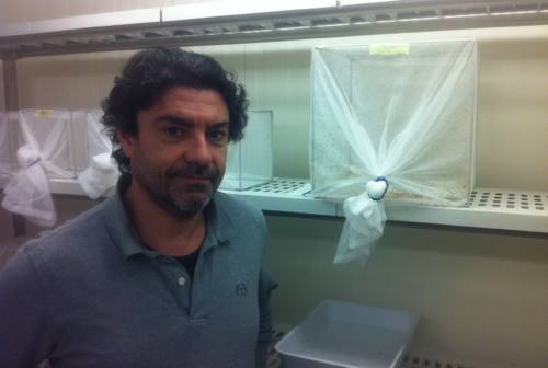 UniCam, il professor Guido Favia direttore dell’Italian Malaria Network