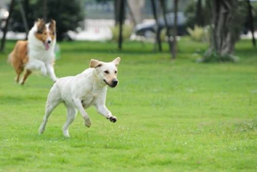 Jesi, controlli per il benessere dei cani: 16 sanzioni