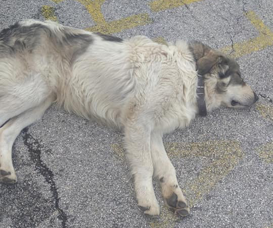 Birillo, cane dei Pirenei di sei mesi ucciso
