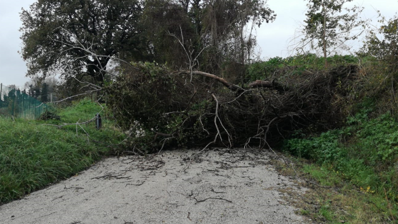 Albero caduto in strada dei Cappuccini, a Scapezzano di Senigallia, per il maltempo