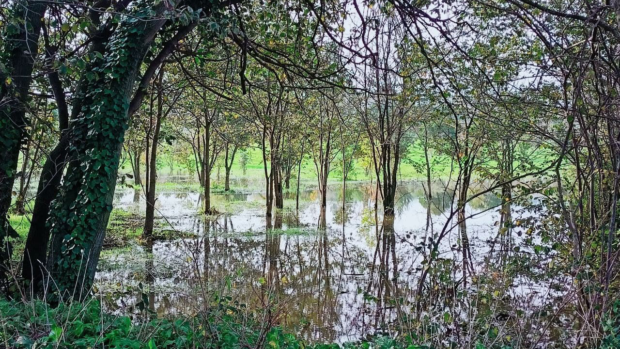 Allagamenti nelle aree verdi di Senigallia: il parco della Cesanella