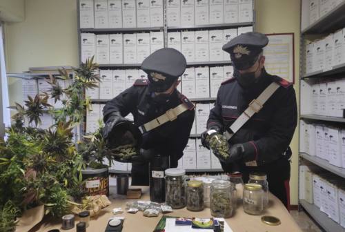 Sassocorvaro, arrestato spacciatore green: coltivava più specie di marijuana