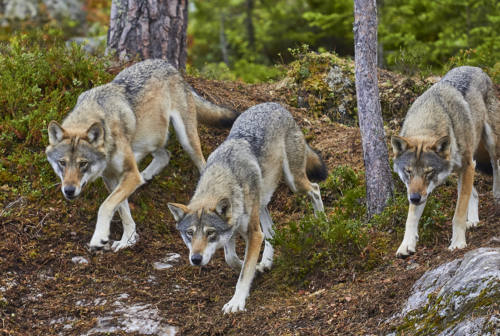 Animali selvatici e lupi, FederFauna scrive ai Comuni: «Più responsabilità per i danni procurati»