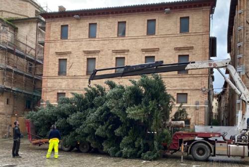 La tradizione del Natale si rinnova a Caldarola, in piazza Umberto I arriva l’Albero