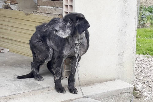 Legato, malato e malnutrito: volontari Oipa salvano un cane a Senigallia