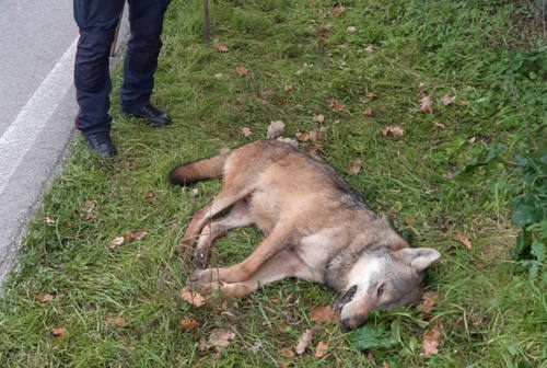 Pesaro, lupo trovato morto sull’interquartieri: da chiarire le cause