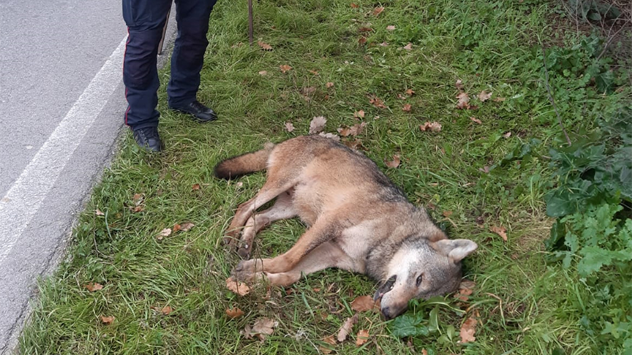 Un lupo è stato investito sulla provinciale Corinaldese al Brugnetto di Senigallia