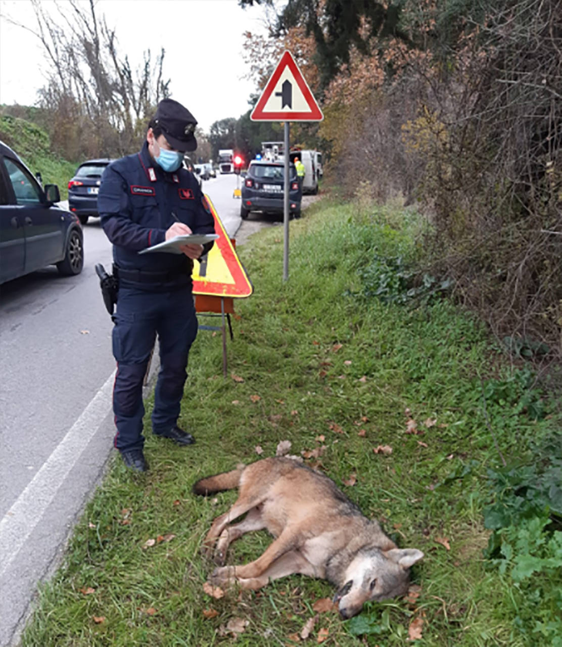 I rilievi dei carabinieri forestali per il lupo investito sulla provinciale Corinaldese al Brugnetto di Senigallia