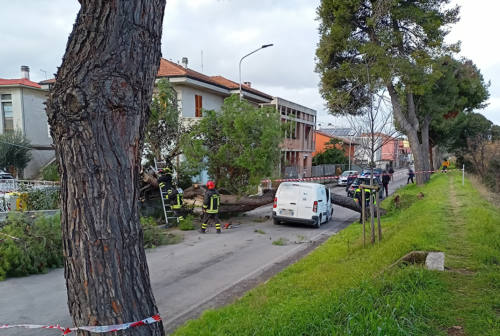 Pino crollato sullo Stradone Misa a Senigallia: altre cinque piante saranno abbattute