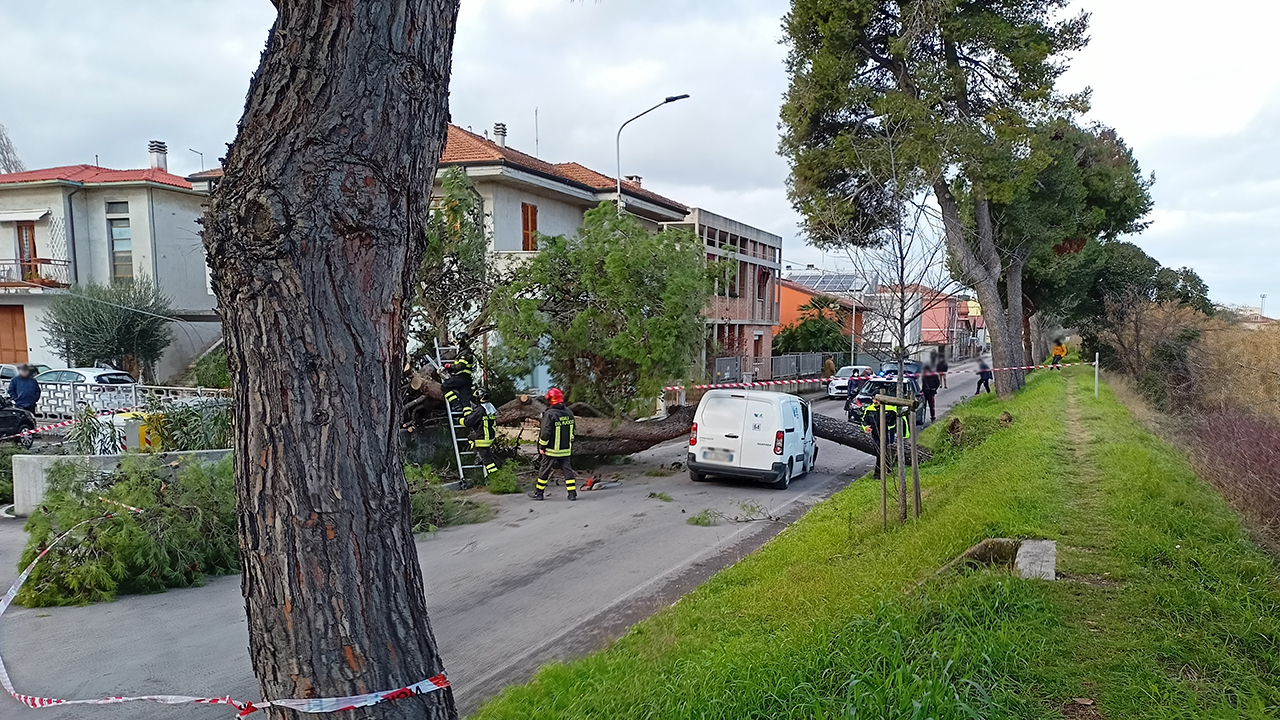 Il pino crollato su un'auto in transito lungo lo Stradone Misa, a Senigallia: altre cinque piante saranno abbattute dopo ulteriori accertamenti