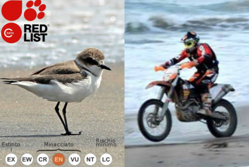 Motocross nella spiaggia interdetta, parla l’esperto: «Non si può mettere a rischio una specie per divertimento»