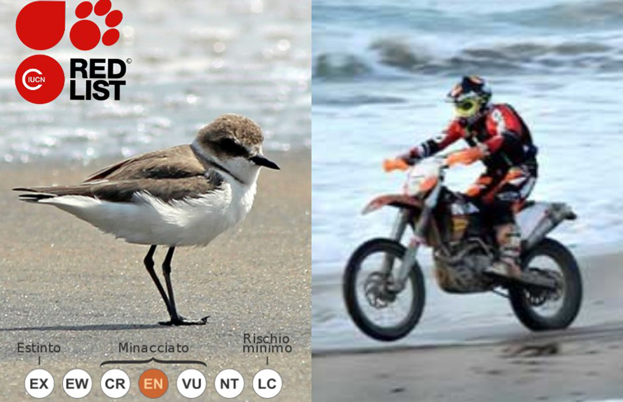 Motocross nella spiaggia interdetta di Torrette