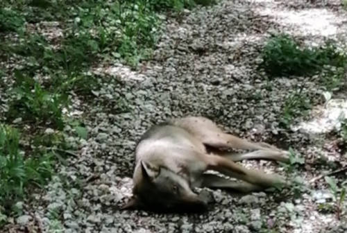 Tre lupi uccisi nelle Marche in meno di un mese, l’ira della Lac: «Colpa della campagna mediatica di terrore»