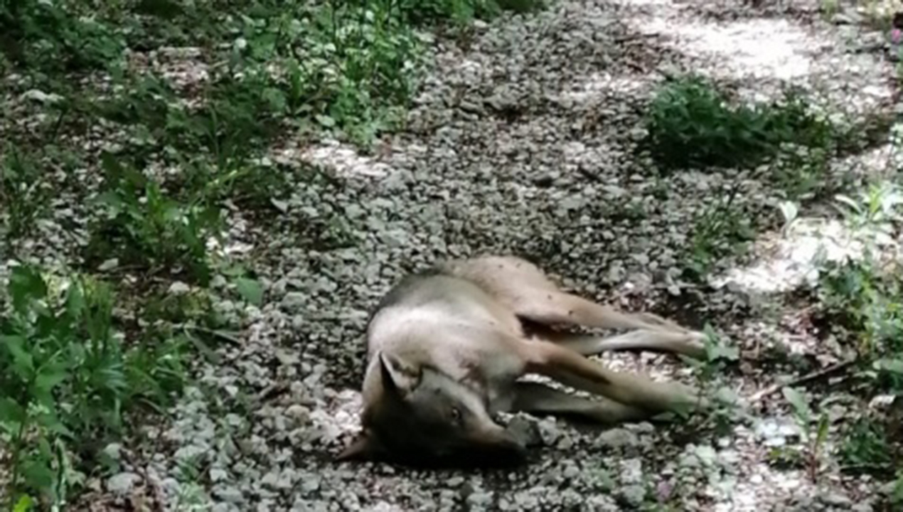Tre lupi uccisi nelle Marche in meno di un mese