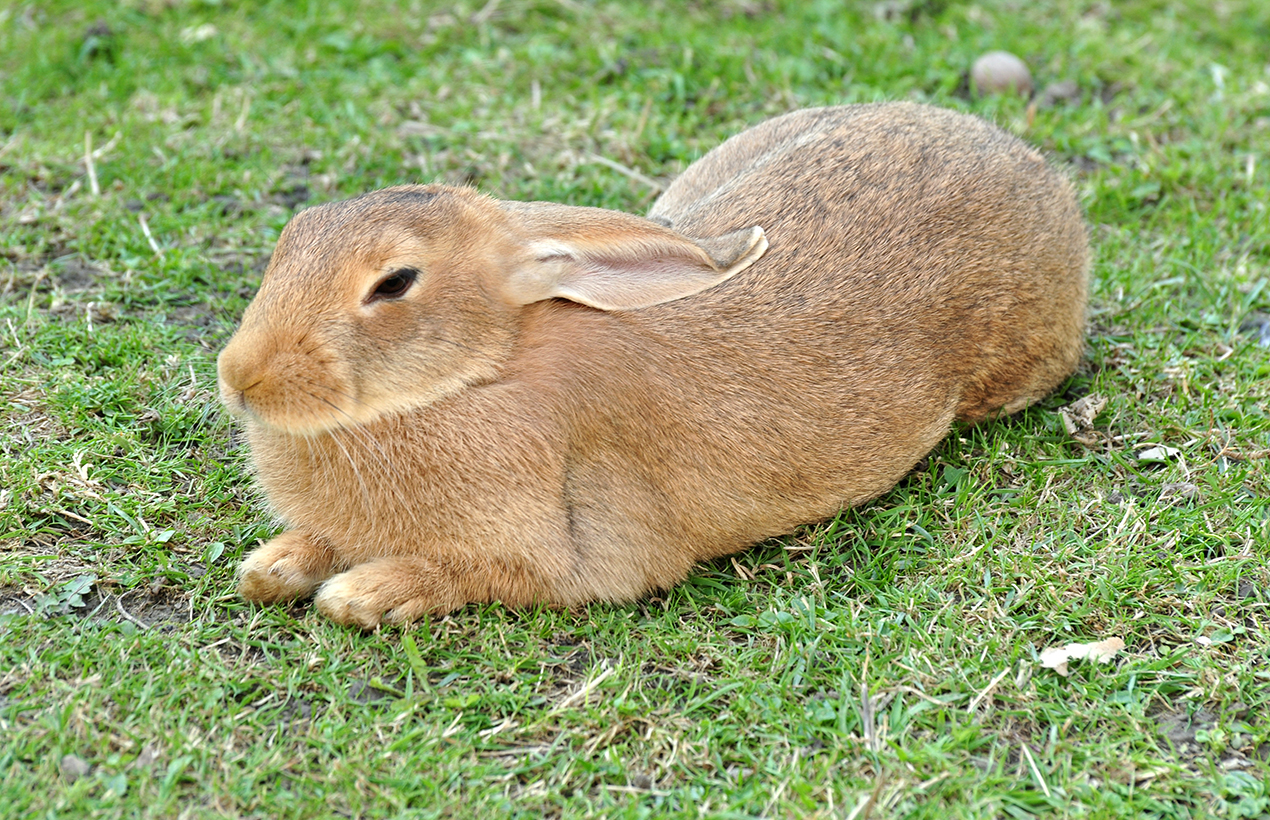 Coniglio domestico (fonte wikipedia)