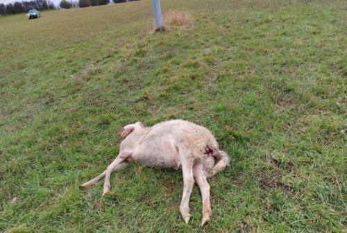 Gregge attaccato dai lupi: uccise 15 pecore nell’Anconetano