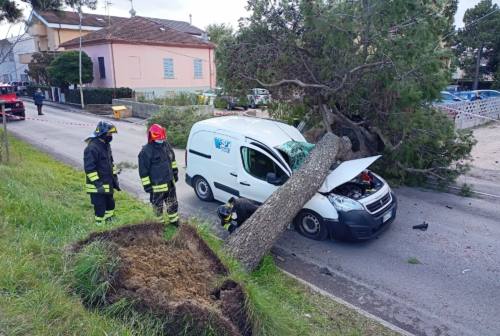 L'incidente sullo Stradone Misa, a Senigallia, dove un albero è crollato su un'auto in transito