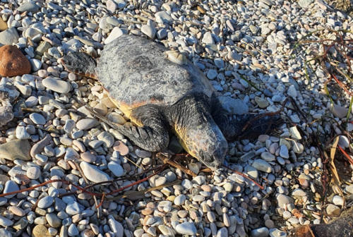 Recuperata viva una tartaruga sulla spiaggia di ponente a Senigallia