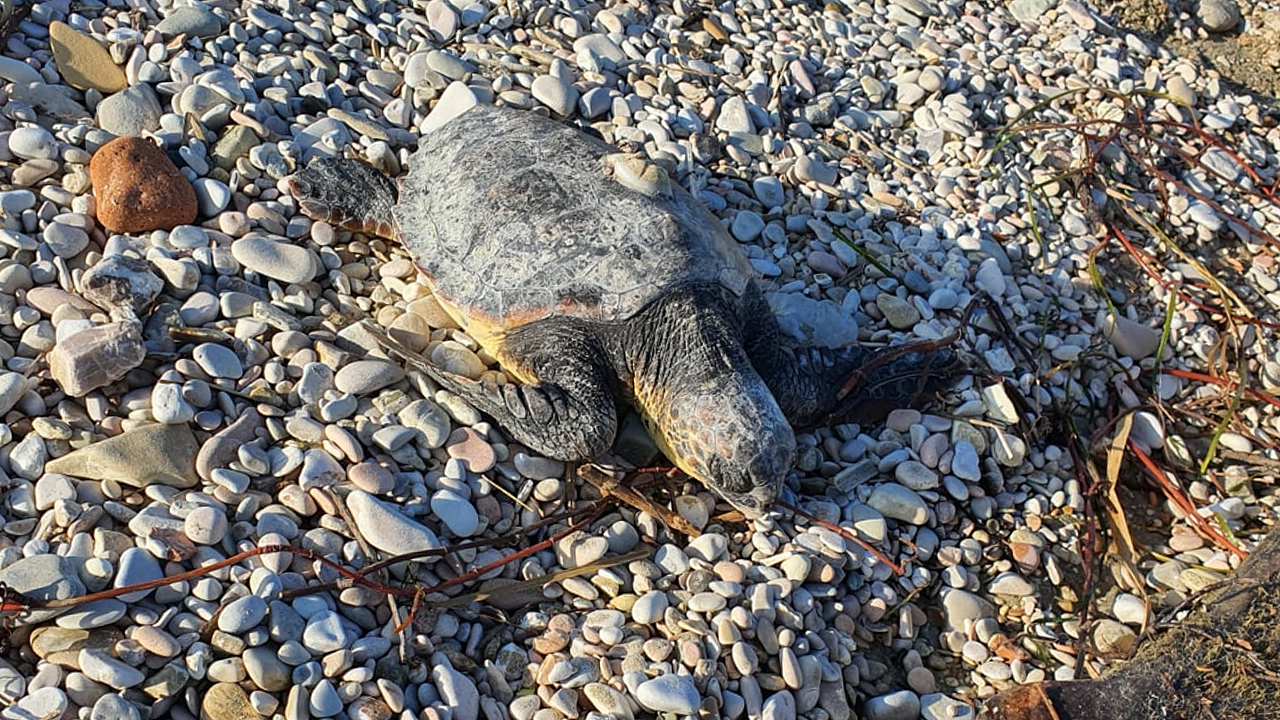 Recuperata viva una tartaruga sulla spiaggia di ponente a Senigallia