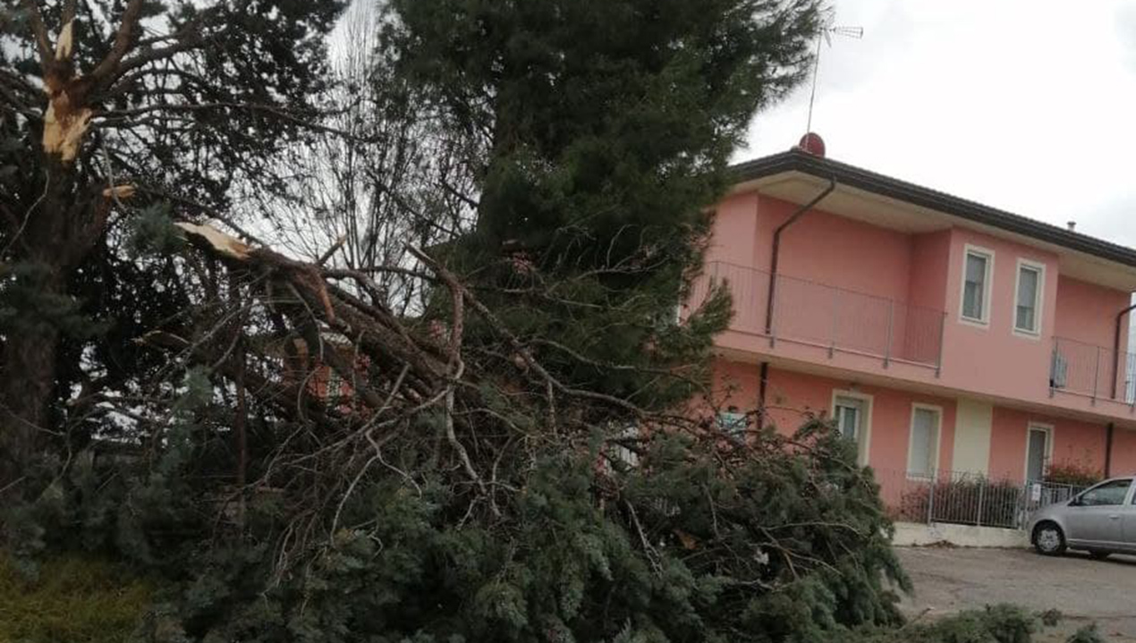 Albero schiantato dal vento a Gradara