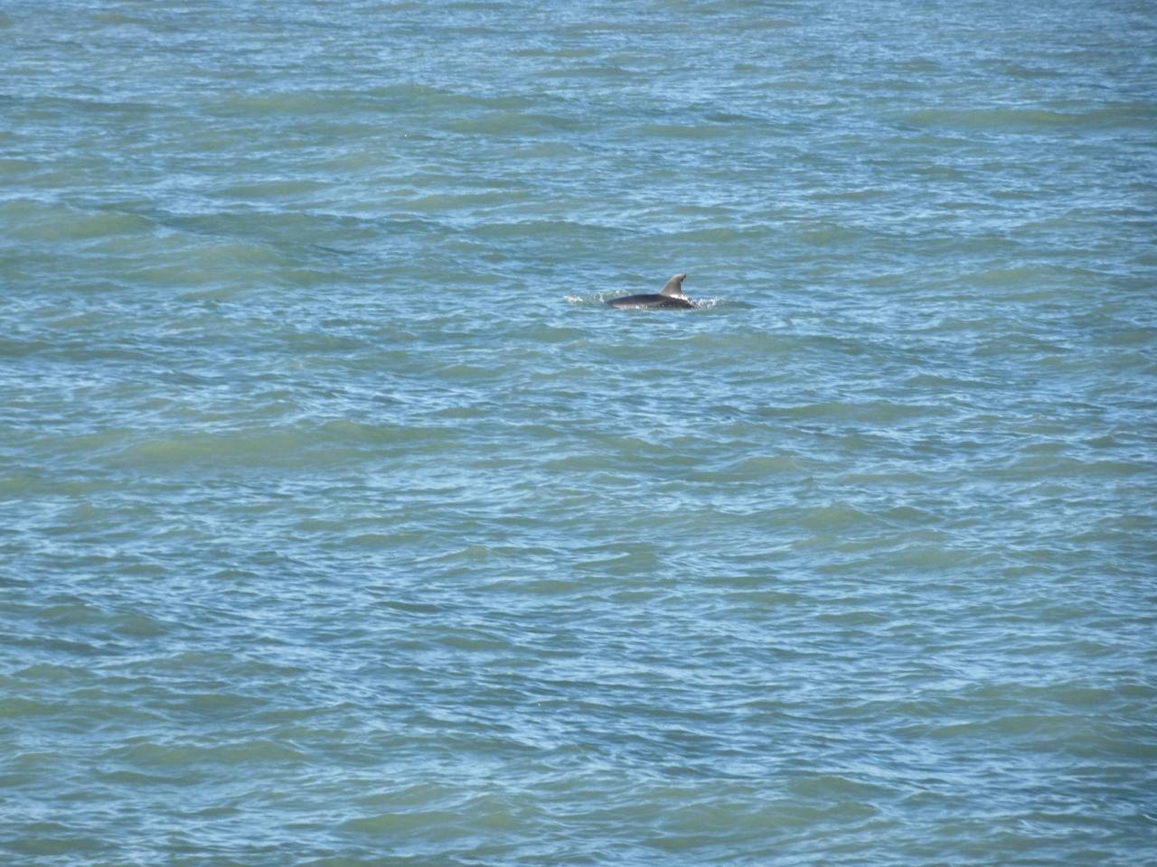 un delfino sul litorale locale
