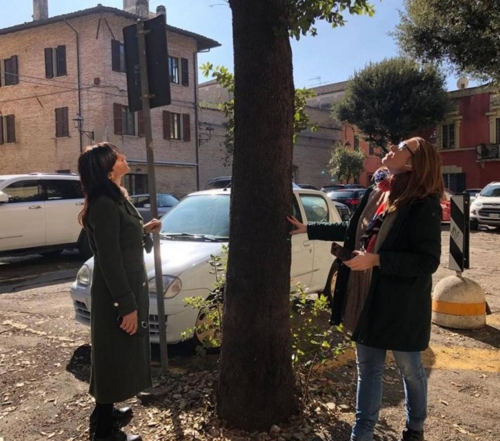 I lecci di piazza Marcolini