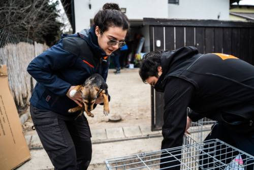 Anche cani e gatti in guerra, la Lav Ancona: «Stiamo organizzando gli aiuti ma servono contatti certi»