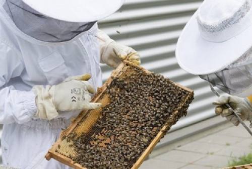 Produzione di miele ridotta: il grido di allarme degli apicoltori che sperano nel meteo clemente