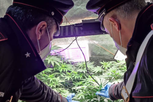 Mogliano, piante di marijuana in casa: denunciato 30enne