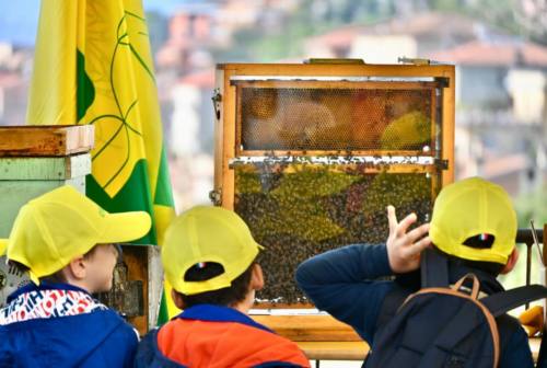 Giornata mondiale delle api, Marche quinta regione d’Italia per densità di attività di apicoltura