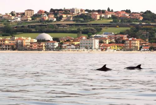 Spettacolo in mare, tornano i delfini a largo di Senigallia