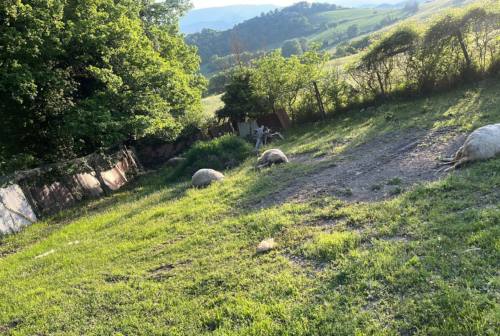 Pesaro Urbino, pecore e cavalli uccisi dai lupi. Coldiretti: «Servono interventi di riequilibrio»