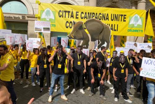 Coldiretti Marche, giovani agricoltori a Roma contro l’invasione dei cinghiali: «Perdiamo reddito, qualità e biodiversità»