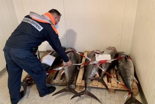 Ancona, sequestrati cinque tonni rossi pescati illecitamente: multa salata