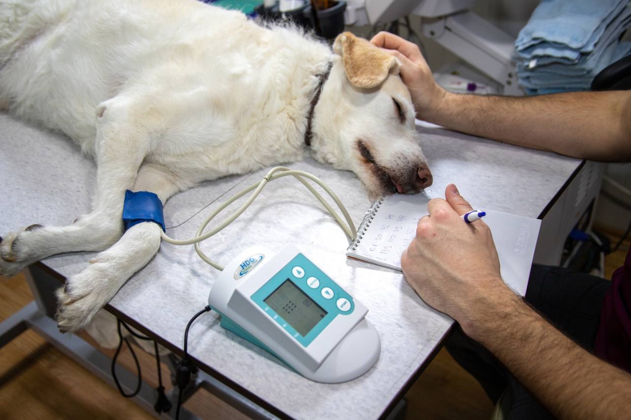 servizio veterinario, cura degli animali, terapie