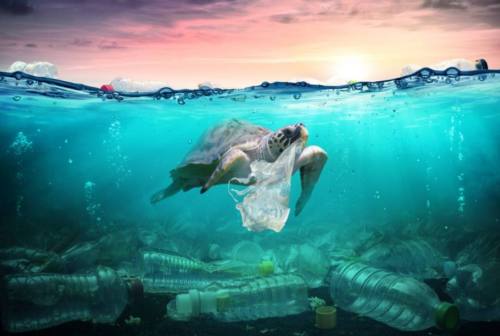 Giornata mondiale dell’Oceano: attenzione alla minaccia climatica e agli habitat marini