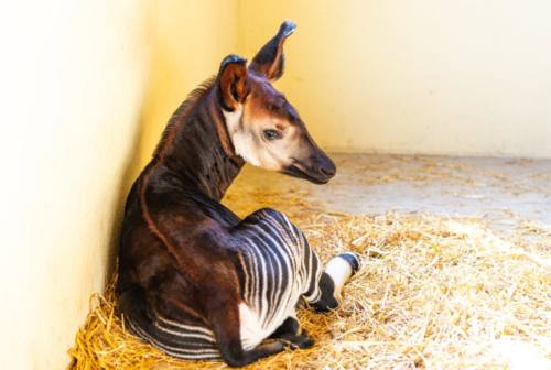 Parco Zoo di Falconara, ecco Italo: è il primo cucciolo di okapi nato in Italia