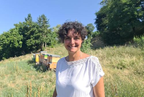 Caldo e siccità minacciano le api, Ruschioni di UnivPm: «Drastica diminuzione degli impollinatori» – VIDEO