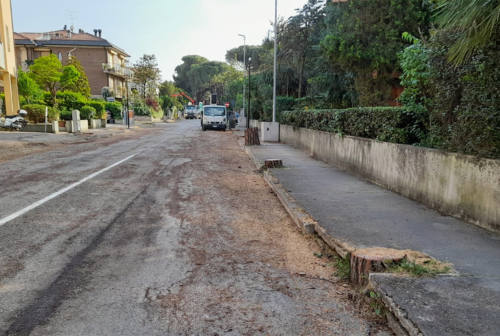 Taglio degli alberi da viale Anita Garibaldi, il Gsa: «Ecatombe verde»