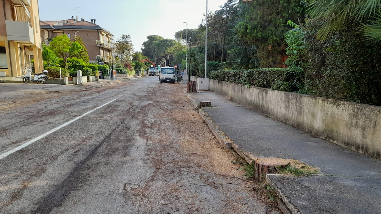 Partiti i lavori in viale Anita Garibaldi a Senigallia: si inizia con il taglio delle alte piante