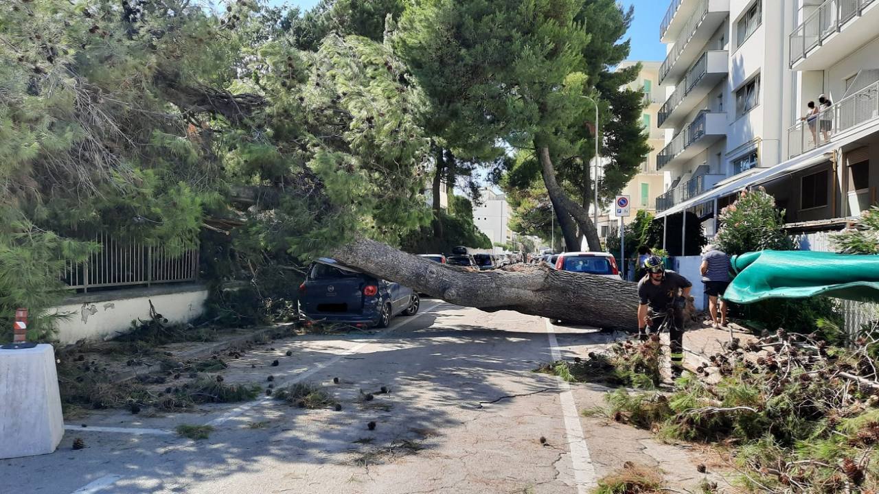 L'albero crollato in via Rieti a Senigallia