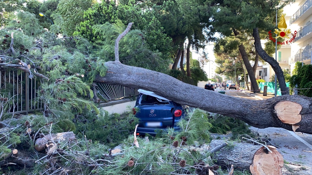 L'albero crollato in via Rieti a Senigallia