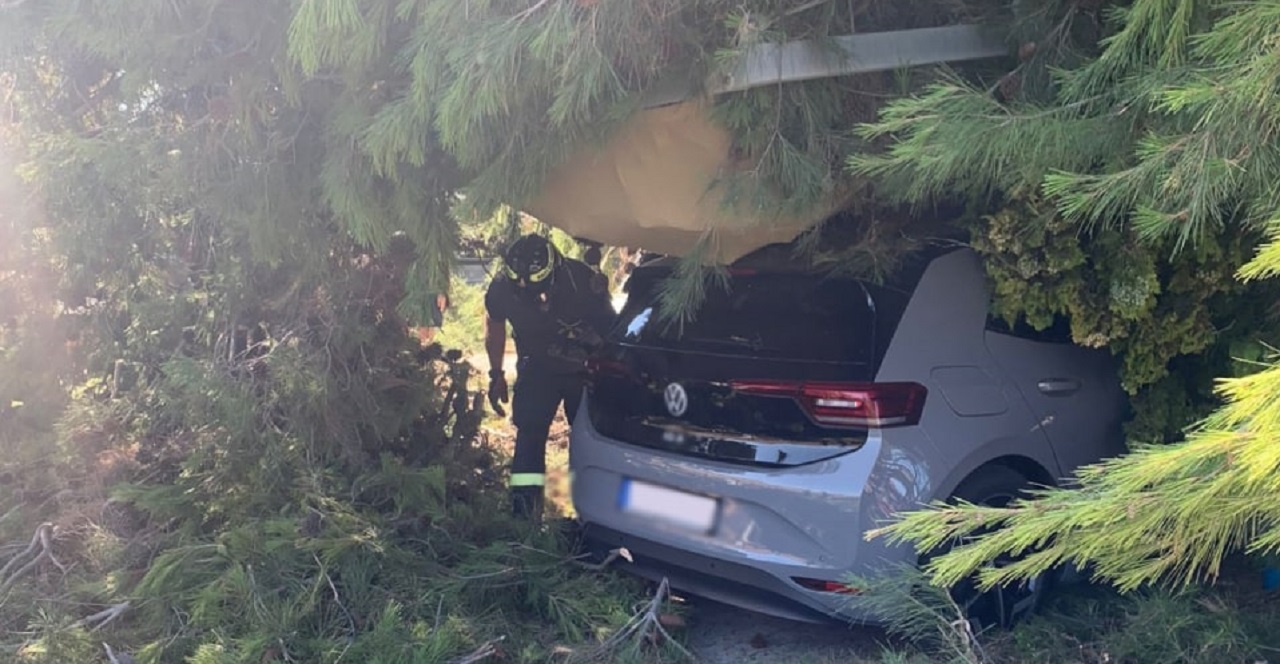 L'albero crollato in via Rieti a Senigallia