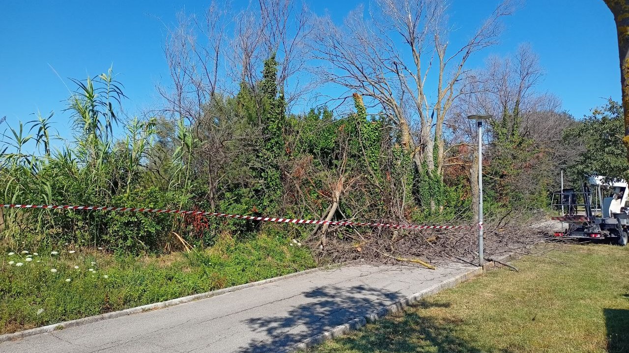 Le operazioni di abbattimento degli alberi morti lungo la pista ciclabile della Cesanella di Senigallia