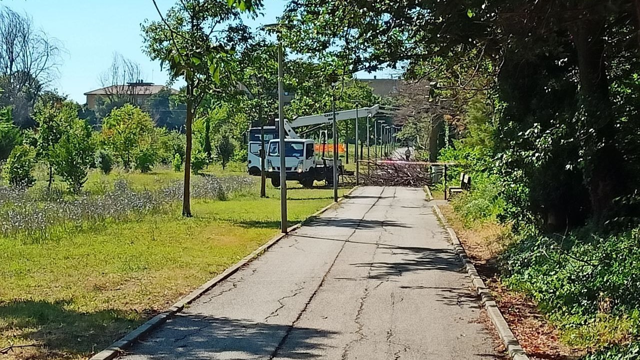 Le operazioni di abbattimento degli alberi morti lungo la pista ciclabile della Cesanella di Senigallia