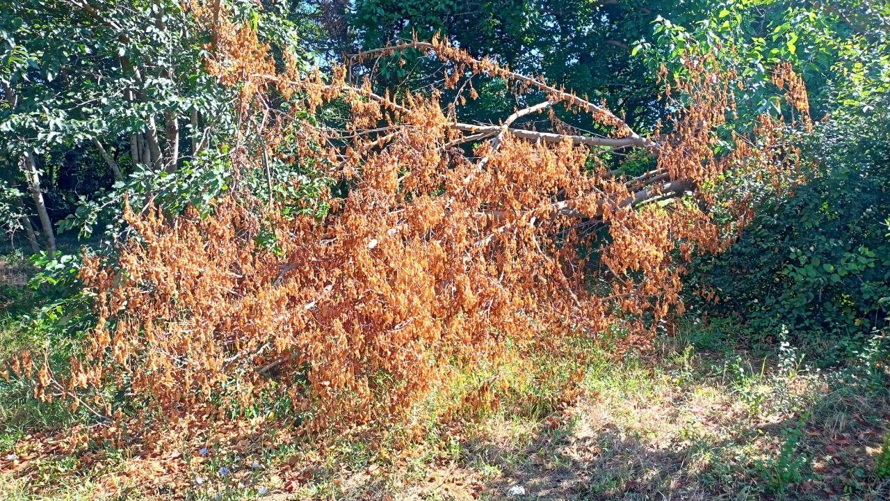 Uno degli alberi caduti lungo la pista ciclabile alla Cesanella di Senigallia