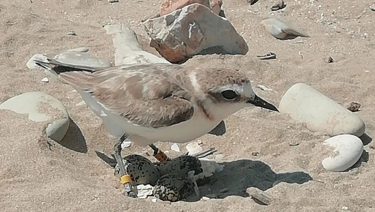 Benvenuto al quattordicesimo nido di fratino a Fano