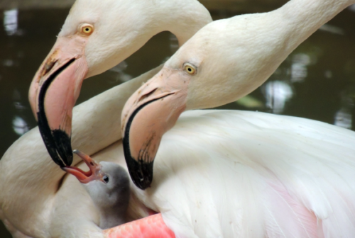 Parco zoo di Falconara, cresce la colonia dei fenicotteri rosa: nati due pulcini