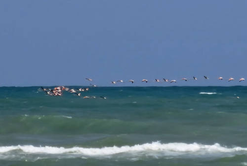 Uno stormo di fenicotteri in transito sulla spiaggia di Marotta